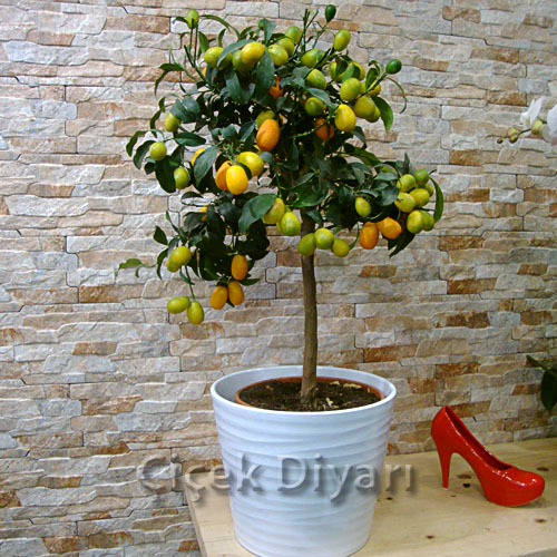 Kumkuat